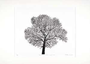 By Parsons Copse - Woodeaton