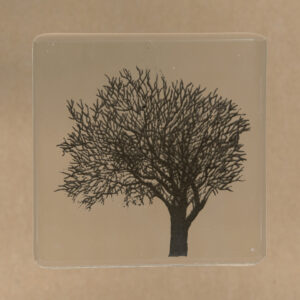 Walnut Tree - Black