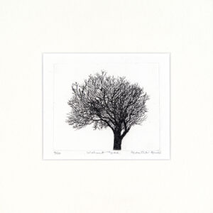 Walnut Tree