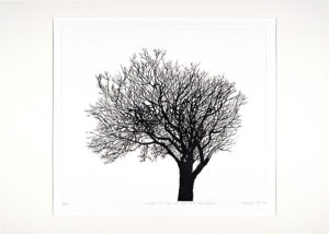 Walnut Tree at the Old Post Office