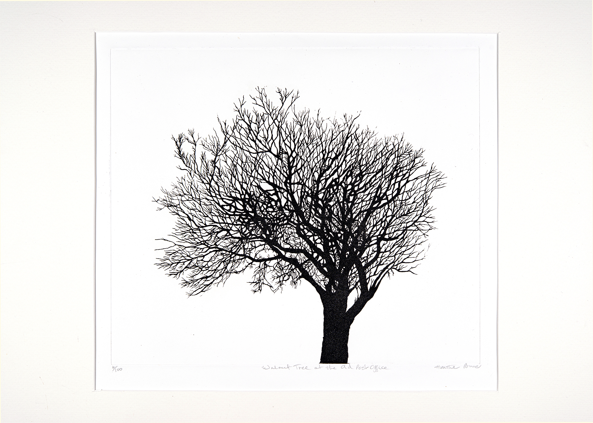 Walnut Tree at the Old Post Office